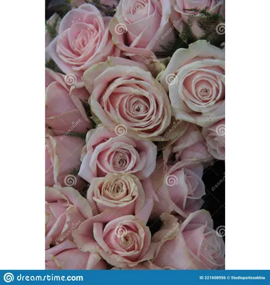 бледно-розовые розы стоковое фото. изображение насчитывающей розы -  221608956