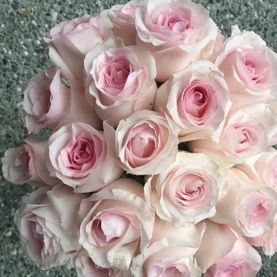 Обои розы, букет, розовые, бледно-розовые картинки на рабочий стол, раздел  цветы - скачать