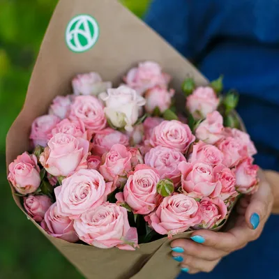 Фотографии светло розовые розы Розы Цветы