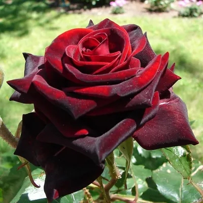 Блэк Маджик роза - описание сорта, правила ухода, отзывы и фото | РозоЦвет