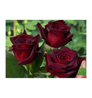 Саженцы розы Блэк Мэджик купить | Агро Бреза Украина Киев