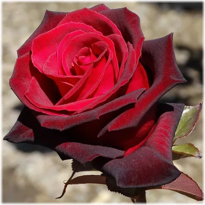 чайно-гибридная роза блек меджик, питомник роз полины козловой,  rozarium.biz - YouTube