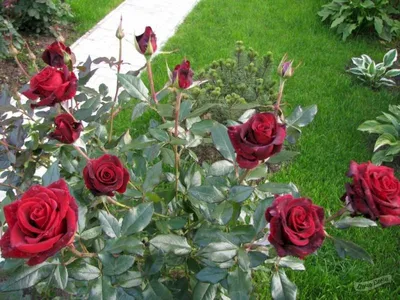 Блэк Маджик роза - описание сорта, правила ухода, отзывы и фото | РозоЦвет