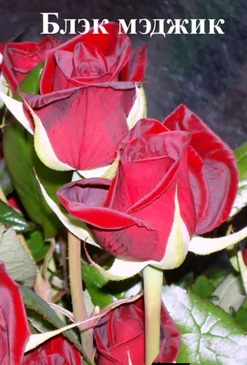 Роза чайно-гибридная \"Black Magic\" (Блэк Меджик) – купить саженцы. Роза  чайно-гибридная арт. БМ0003688 в садовом центре «Botanic Market». Товар  имеется в наличии