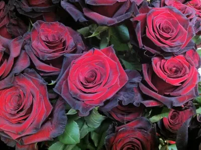 Роза чайно-гибридная Black Magic - описание сорта, секреты агротехники | О  Розе