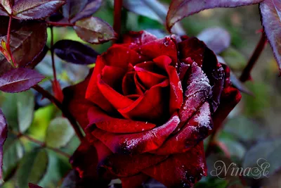 ✿➽ Роза Черная Магия в нашем саду 🌸2019 - YouTube