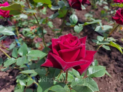 Розы Хай Меджик 70 см | купить недорого | доставка по Москве и области