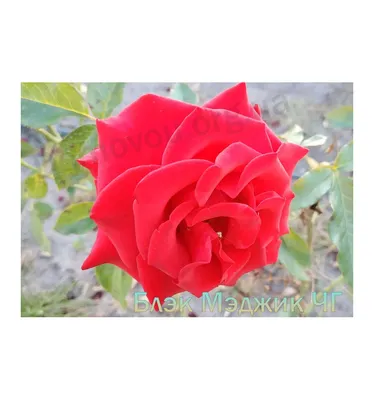 Роза High Magic (Хай Мэджик) – купить саженцы роз в питомнике в Москве