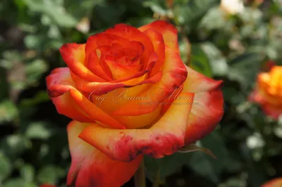 Роза штамбовая Блэк Мэджик, цена 719.99 грн — Prom.ua (ID#1662531812)