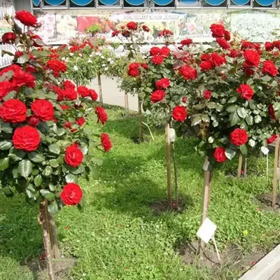 Роза чайно-гибридная \"Блэк Меджик\" — купить по цене в интернет-магазине  \"Заокские питомники растений\"