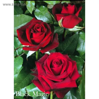 Роза сорта Блэк Баккара - «Роза сорта Блэк Баккара действительно чёрная!» |  отзывы