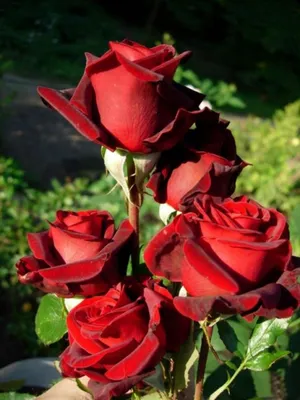 Роза \"Хай Меджик\" (Кения) с доставкой в Новороссийске в интернет магазине  цветов Роз Новоросс