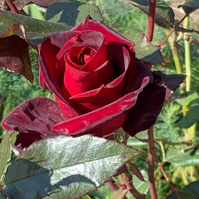 Роза Black Magik (Блэк Мэджик) - Чайно-гибридные - Саженцы роз, ягодных,  фруктовых и декоративных культур - Dekoplant