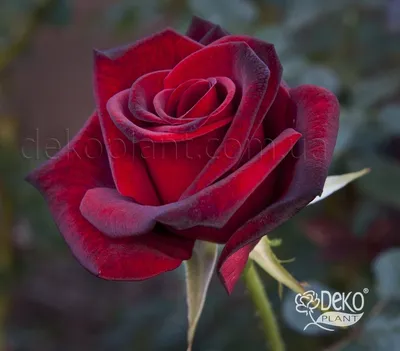 Купить саженцы розы Блэк меджик (Black Magic) - Gardenson