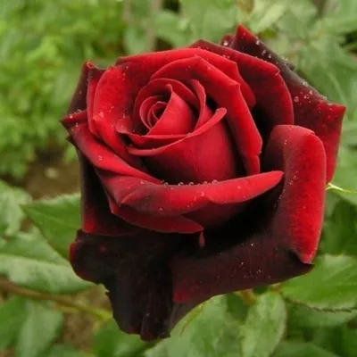 Чайно-гибридная роза \"Блэк Меджик\" / Black Magic - «Готическая  чайно-гибридная роза - сорт Black Magic. Уход, удобрение и советы по  стимуляции цветения. » | отзывы