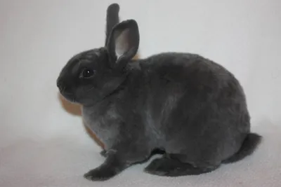 Кролик Рекс – содержание, уход, фото и как выбрать - Содержание и  разведение кроликов, породы кроликов и советы кролиководам.
