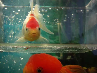 Как распознать больную рыбку в аквариуме