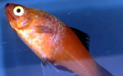 Рыбка лежит на дне аквариума: почему, видео