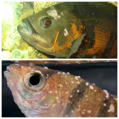 Болезни аквариумных рыбок: внешнии признаки и лечение с фото и видео