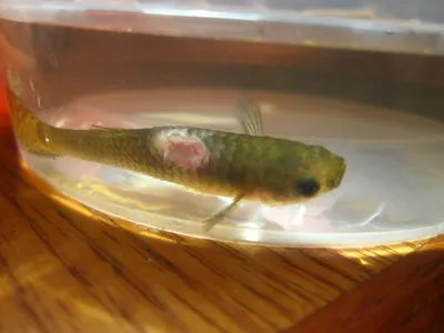 Ихтиофтириоз (манка у рыб): симптомы, лечение в общем аквариуме