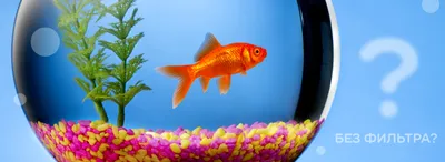 Болезни золотых рыбок в аквариуме: описание симптомов с фото, лечение и  профилактика