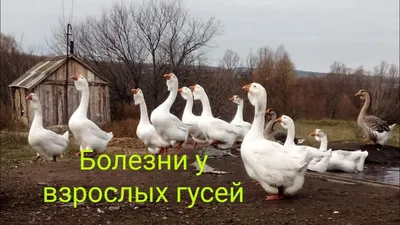 Немного о болезнях взрослых гусей! - YouTube