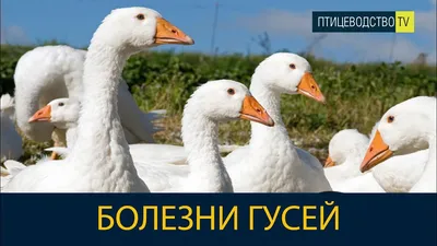 БОЛЕЗНИ ГУСЕЙ и гусят - симптомы и лечение \\ Рассказывает ветеринар -  YouTube