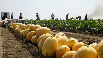 Технология выращивания дыни на капельном орошении | Владам-Юг - официальный  дистрибьютор семян Clause (Клауз) в Украине