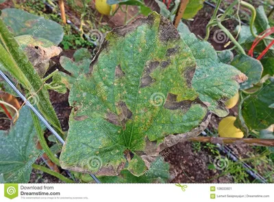Болезнь растения, пороховидный Mildew на листьях дыни Стоковое Изображение  - изображение насчитывающей пухово, грибок: 108033921
