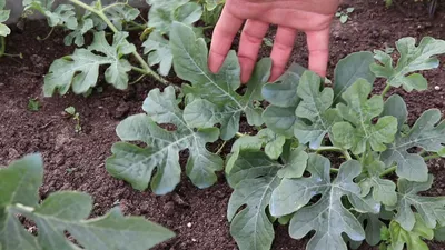 Как формировать арбузы и дыни в теплице? Видео — Ботаничка