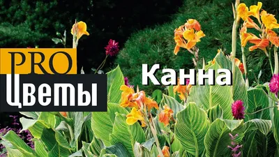 Канна(Canna). Описание, выращивание, посадка и уход. Программа PRO Цветы  (ПРО Цветы) | flokus.ru - ландшафтный дизайн