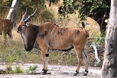 Западная канна: Антилопа размером с бизона. Крупнейшая в мире антилопа и её  образ жизни | Книга животных | Дзен