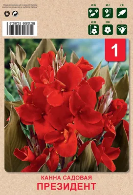 Канны (65 фото + видео): что это за цветы, описание растений канна  индийская и красная, нужно ли выкапывать канны в саду на зиму, выращивание  в домашних условиях и в открытом грунте