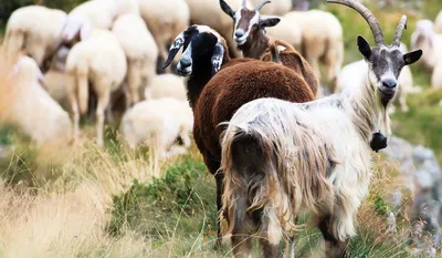 Овцы и козы в Зимовниковском районе погибли не из-за болезни — Управление  ветеринарии Ростовской области