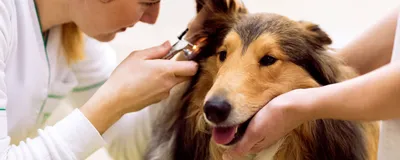 Болезни собак и их симптомы 🐶 – лечение и профилактика — ProPlan.ru