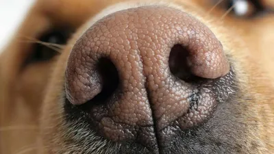 Российские учёные создали «искусственный нос собаки» — Чистовик