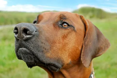 Почему у собак холодный и мокрый нос? Причины, фото и видео - «Как и Почему»
