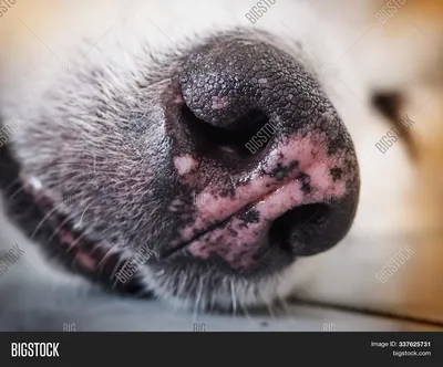Белая полоса на носу у собаки (51 фото) - картинки sobakovod.club