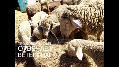 Про болезни овец. Отвечает ветеринар - YouTube
