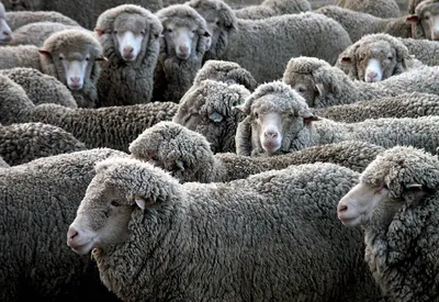 В Ростовской области введен карантин по токсико-инфекционной болезни овец