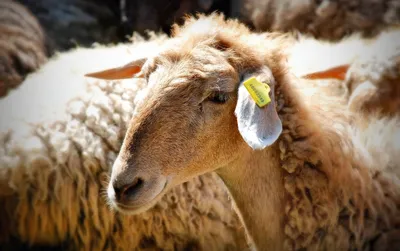 Две тысячи овец редкой породы погибли от неизвестной болезни на западе  Казахстана - 03.06.2019, Sputnik Казахстан