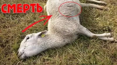 СМЕРТЕЛЬНАЯ БОЛЕЗНЬ ОВЕЦ | Овцеводство | Инфекционные болезни овец |  Брадзот овец | Овцы - YouTube