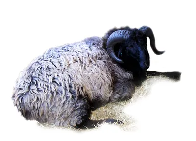 Ранки, язвы и подобные проблемы у коз на носу и на губах - Забота о  здоровье коз, овец и коров - Козоводство в Украине, России, СНГ: форум,  хозяйства, рынок