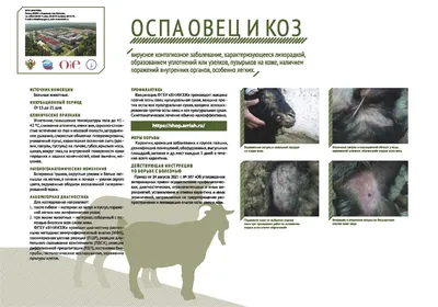 В двух районах Ростовской области ветеринарные врачи выявили  токсико-инфекционную болезнь овец — Управление ветеринарии Ростовской  области