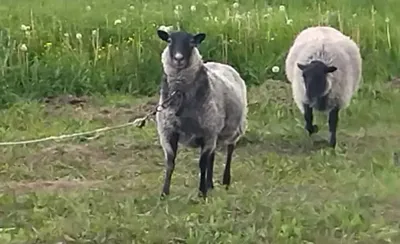 Вакцинация мелкого рогатого скота против оспы овец и коз - Кировсксббж