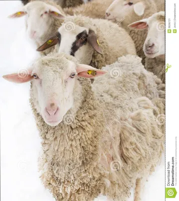 Болезнь овец стоковое изображение. изображение насчитывающей ð°ð½ð³ñ  ñ‚ñ€oð¼ð° - 38295721