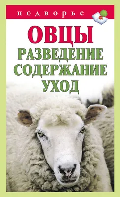 Загадочное поведение стада овец в Китае | Почему они бегали по кругу 12  дней подряд? | Познание | Пульс Mail.ru