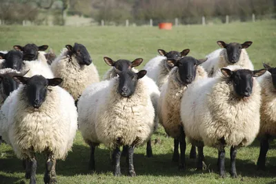 Скачать Наставление по диагностике инфекционной болезни овец, вызываемой  Brucella ovis (инфекционный эпидидимит баранов)