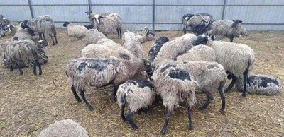У британских овец выявили новую болезнь, опасную для человека