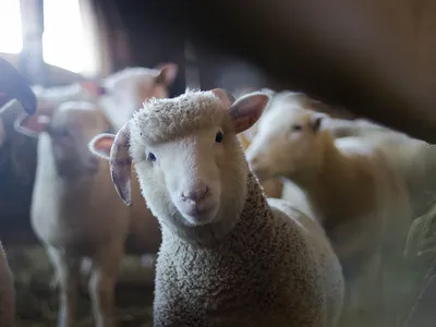 Архивы болезни овец - Здоровая Ферма